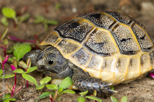 juvenile of spur-thighed turtle / Testudo graeca ibera
