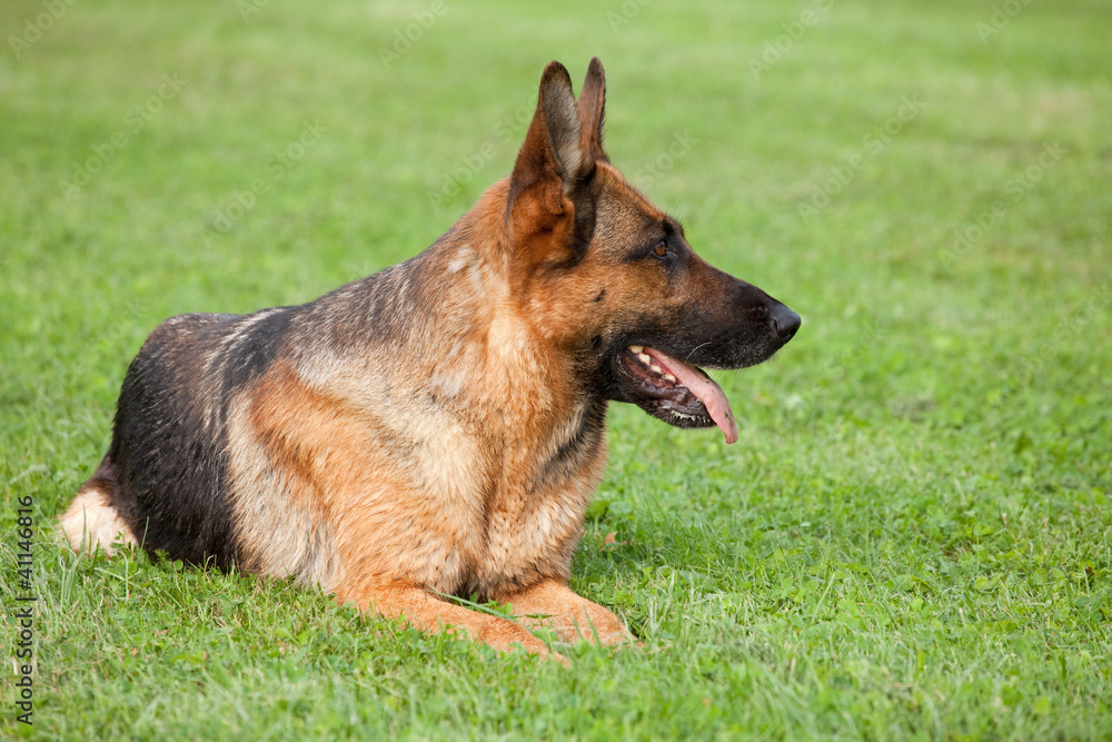 German Shepherd laying on the green grass