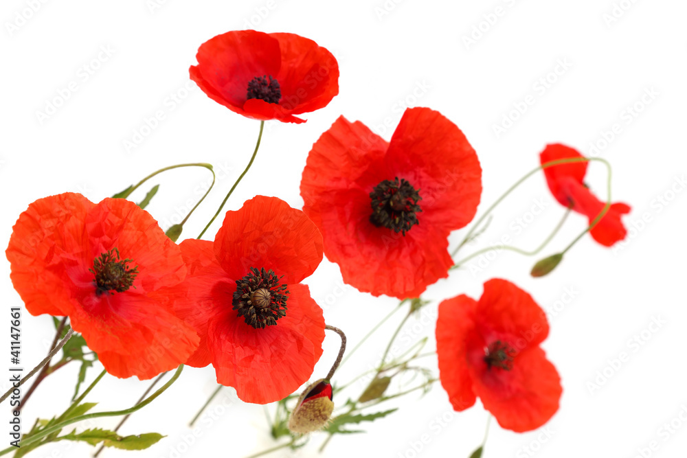 red poppy flowers isolated on white background red poppy flowers isolated on white background
