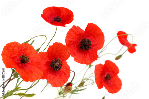 red poppy flowers isolated on white background