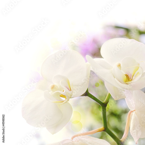 orchidées, bordure décorative