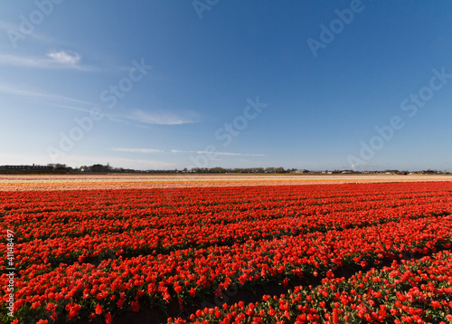 tulip fields in holland