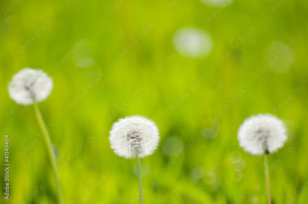 White dandelions on a green background White dandelions on a green background