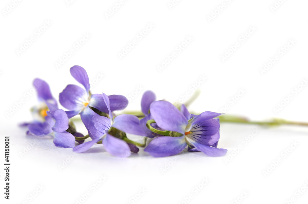 Obraz premium timber viola