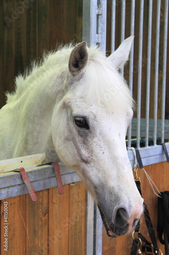 White arabian horse in stable