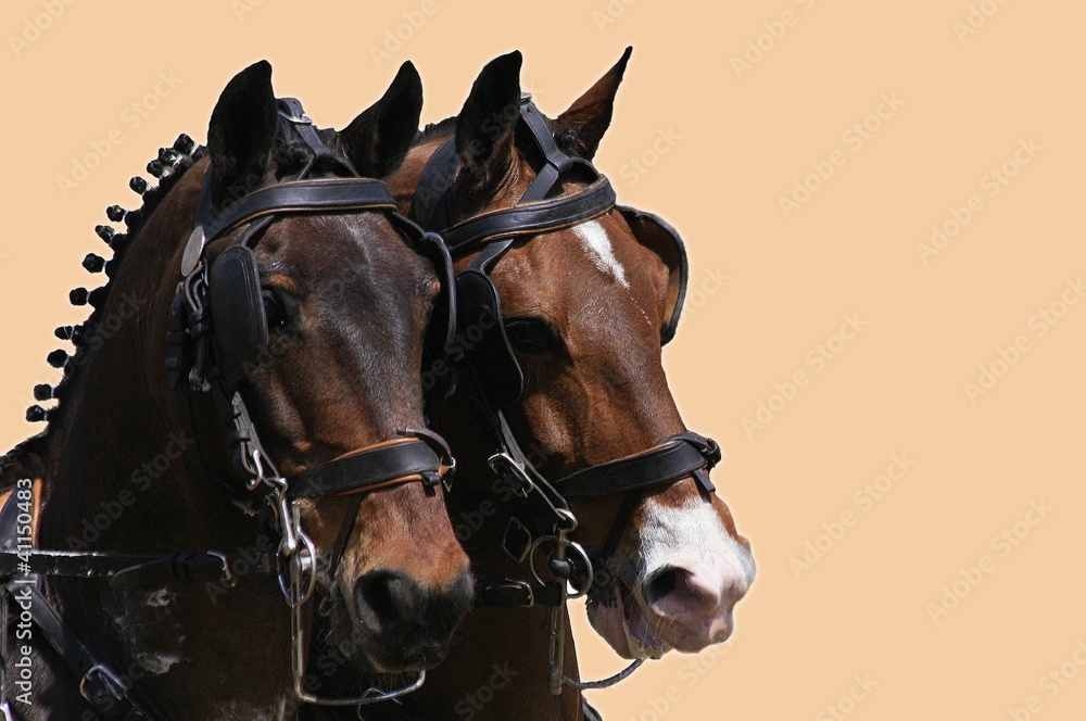 Fototapeta premium zweiergespann - freigestellt