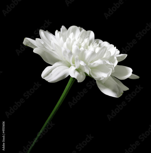 chrysanthemum