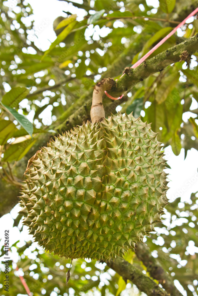 Fresh durians, the king of fruit on the tree. Fresh durians, the king of fruit on the tree.