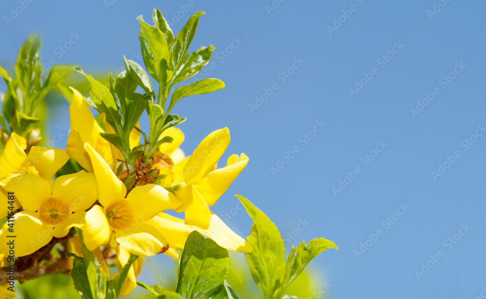 Fototapeta premium Blossoming forthysia in spring against blue sky
