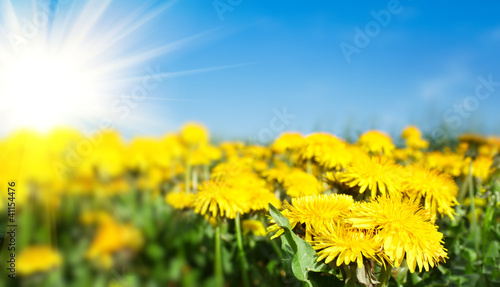 Field of spring flowers dandelions and perfect sunny day © ArtushFoto
