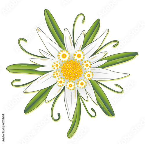 Edelweiß Edelweiss Blume Blüte. Herbst Vektor zum Wandern Bergsteigen und in der Natur.