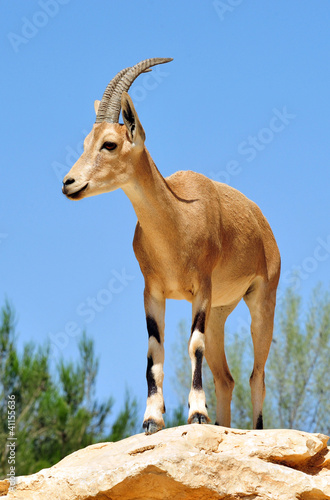 Wildlife Photos - Nubian Ibex on a rock