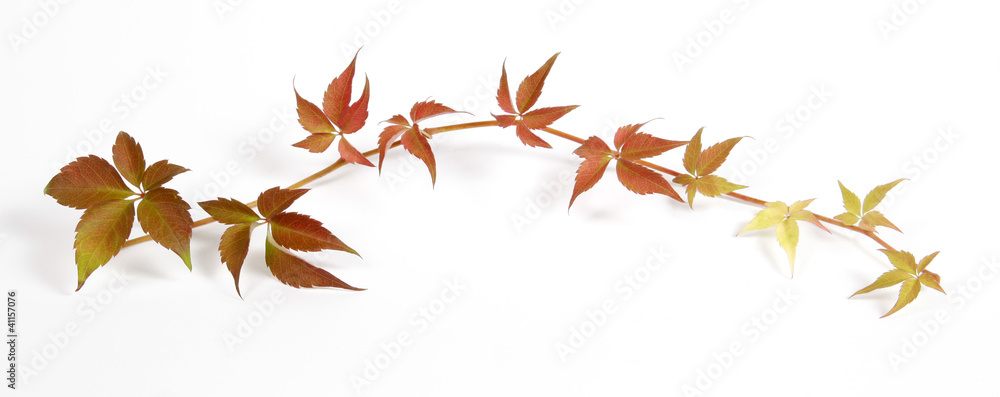 Twig of a climbing plant Twig of a climbing plant
