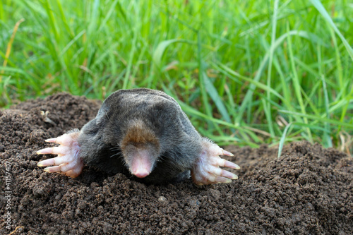 Mole and molehill on garden
