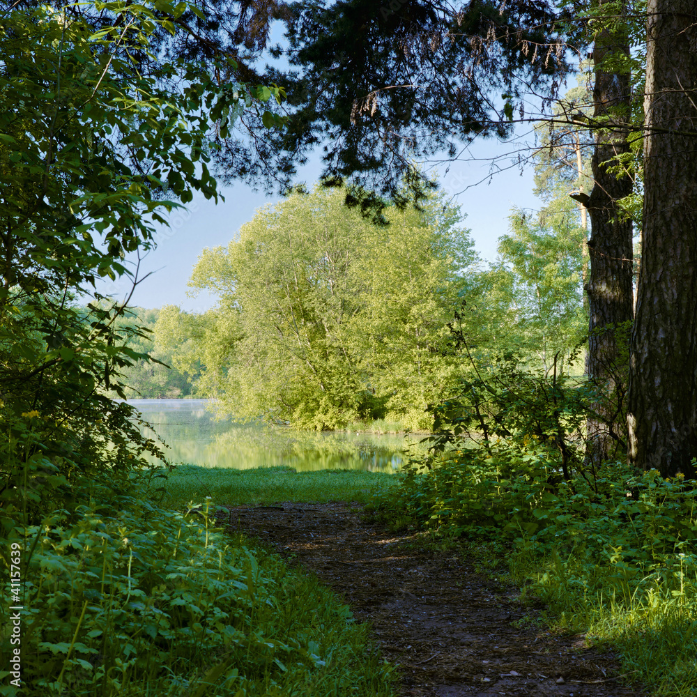The footpath between the trees leading to the lake The footpath between the trees leading to the lake