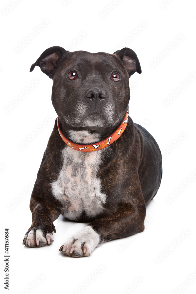 Staffordshire bull terrier Staffordshire bull terrier