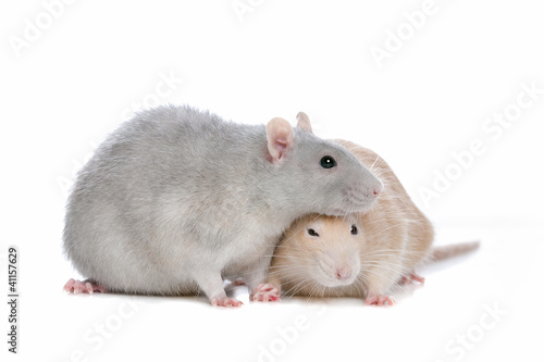 two rats