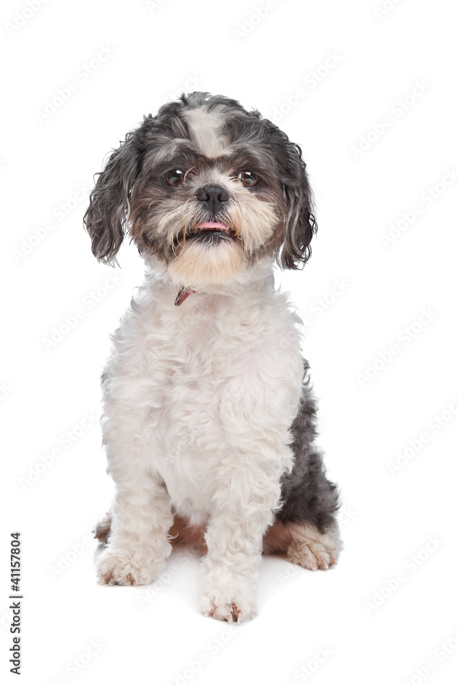 Shih Tzu Shih Tzu