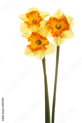 Three stems of orange and yellow daffodils