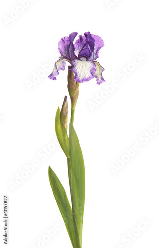 Stem with a purple and white iris flower isolated