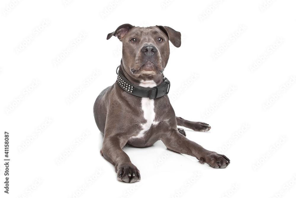 American staffordshire terrier