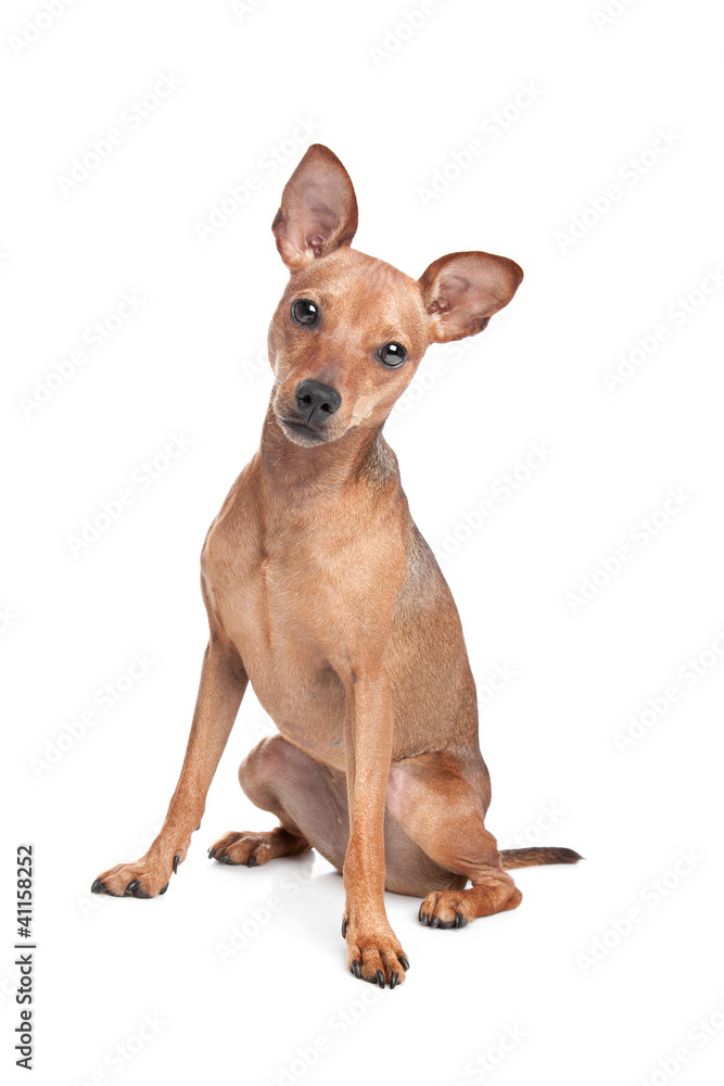 Miniature Pinscher Miniature Pinscher