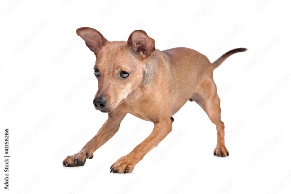 Miniature Pinscher Miniature Pinscher