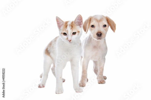 Puppy and kitten