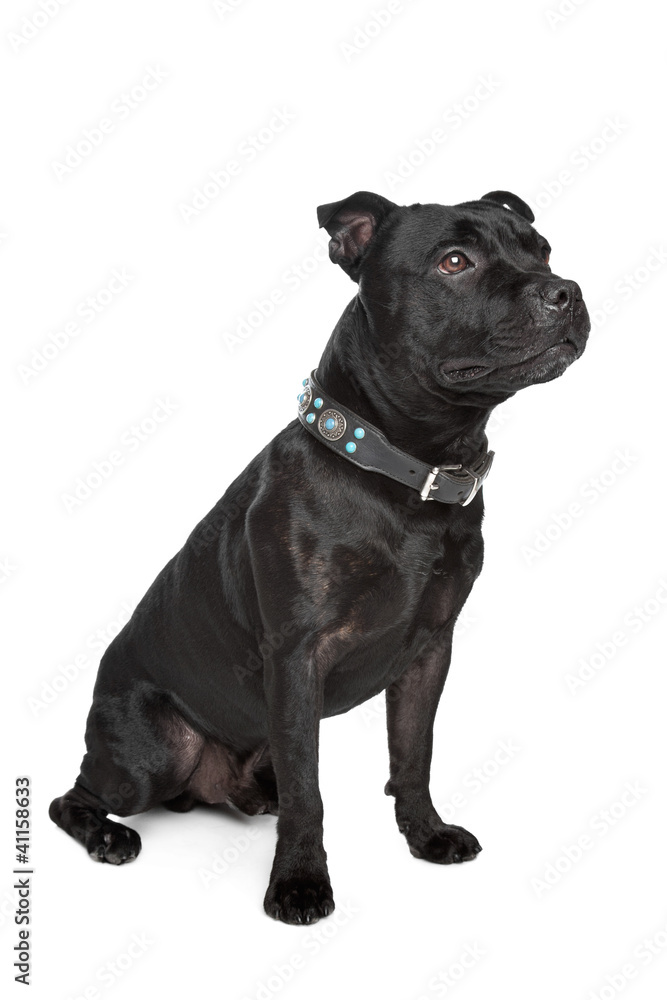 Obraz premium Staffordshire Bull Terrier