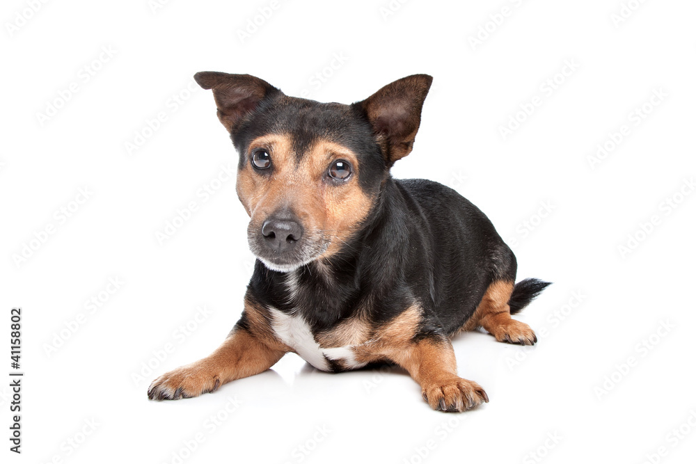 Black and Tan Jack Russel Terrier Black and Tan Jack Russel Terrier