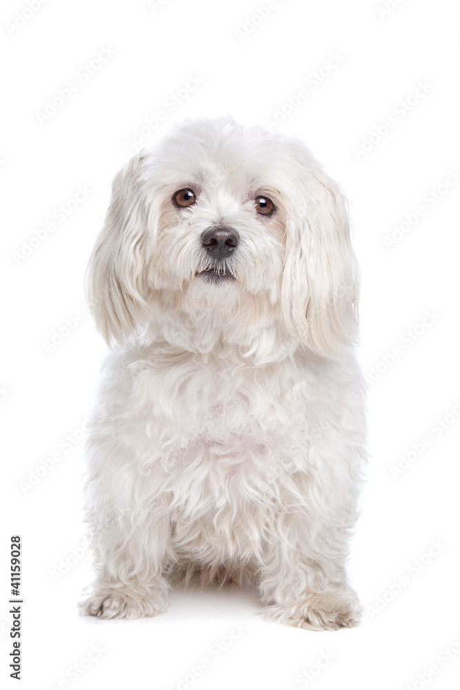 Maltese dog