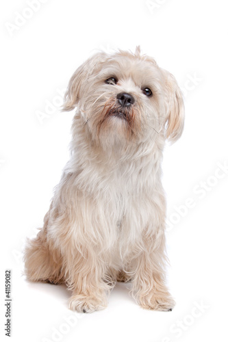 Fototapeta Naklejka Na Ścianę i Meble -  Boomer dog
