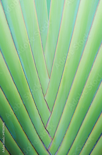 Close up of tropical palm tree