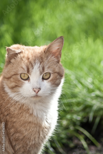 Red cat with a broken ear on the grass