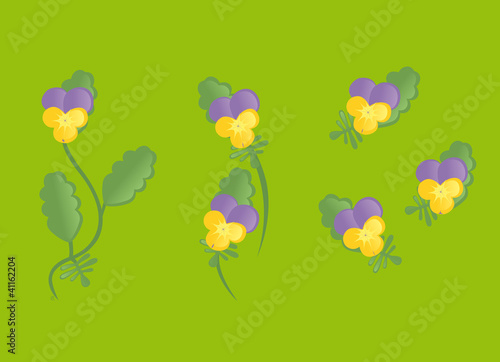fleurs pensées tricolores viola tricolor