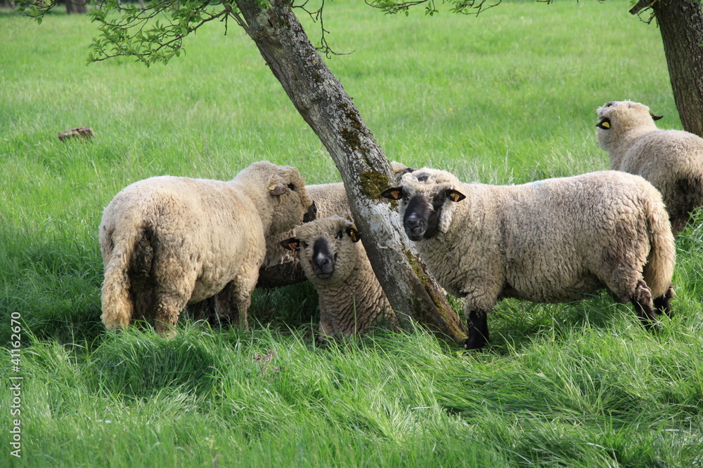 Troupeau de moutons blanc et gris avec arbre, vert Troupeau de moutons blanc et gris avec arbre, vert