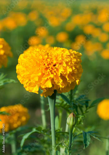 Marigold Yellow Flower field