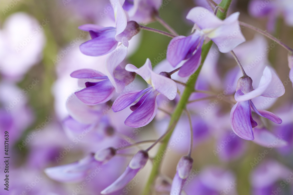 Obraz premium wisteria