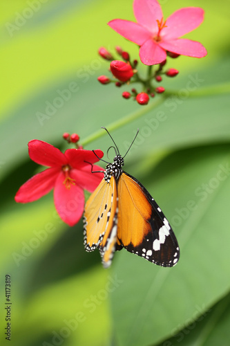 Beautiful butterfly