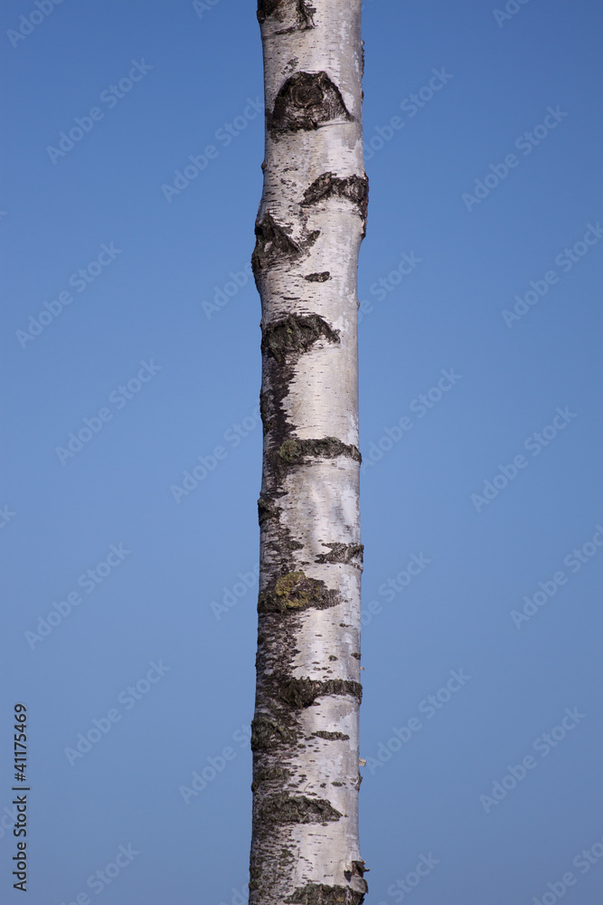 Naklejka premium Birke 001
