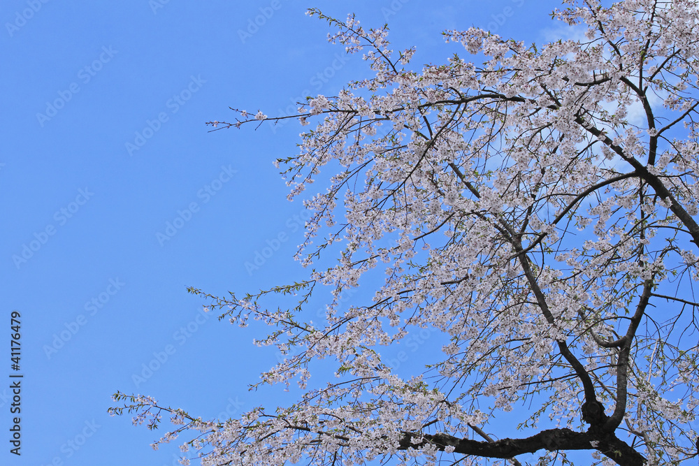 Obraz premium 青空と満開の桜