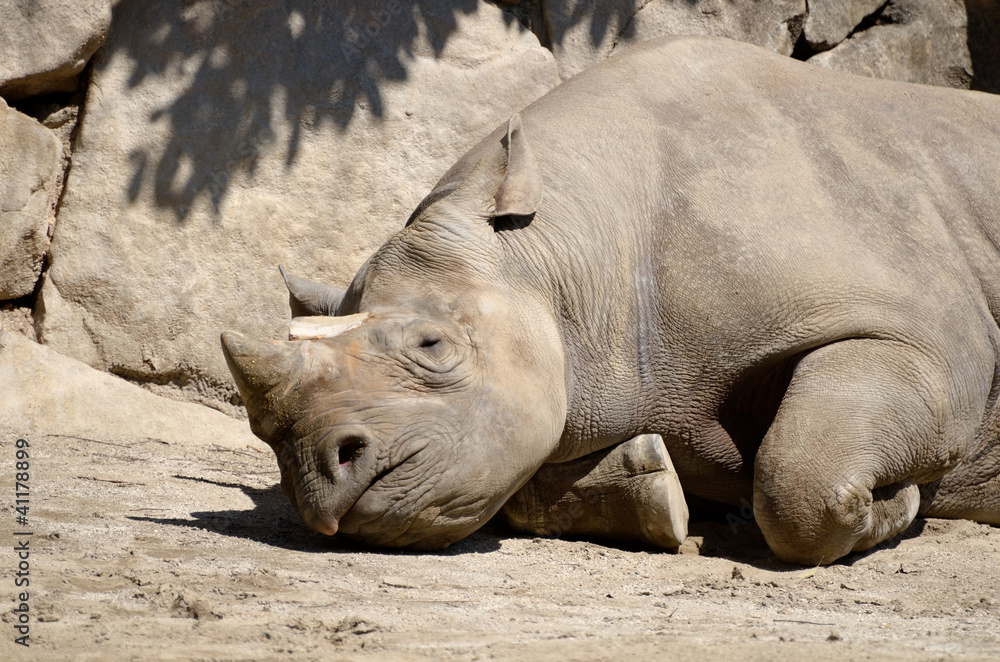 Obraz premium 寝ているサイ