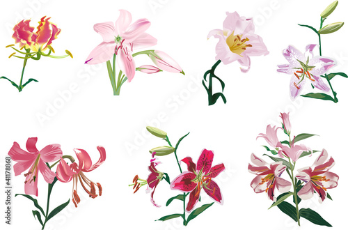 seven lily flowers collection