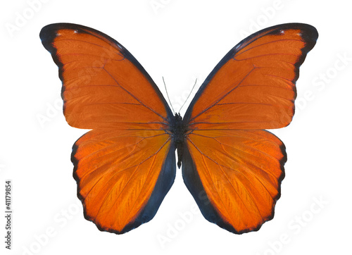 isolated on white orange butterfly