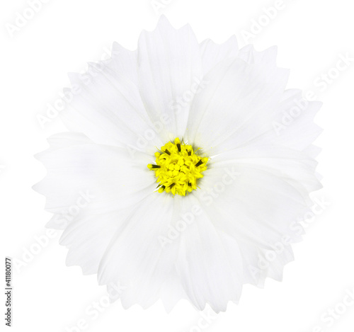 white color flower with yellow center