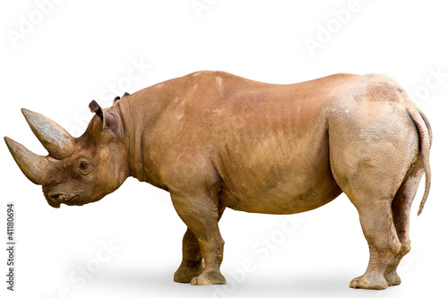 Rhinoceros isolated on white