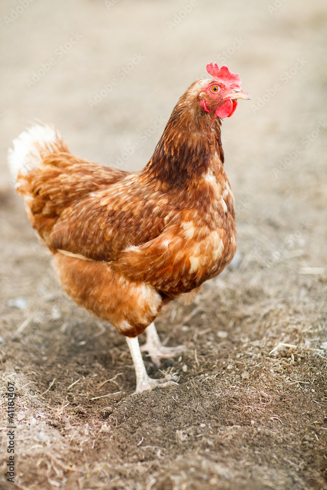 Fototapeta premium Closeup of a hen in a farmyard (Gallus gallus domesticus)