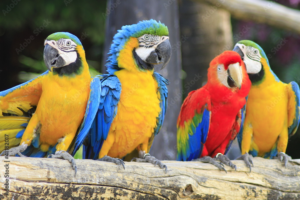 Macaw Close-Up