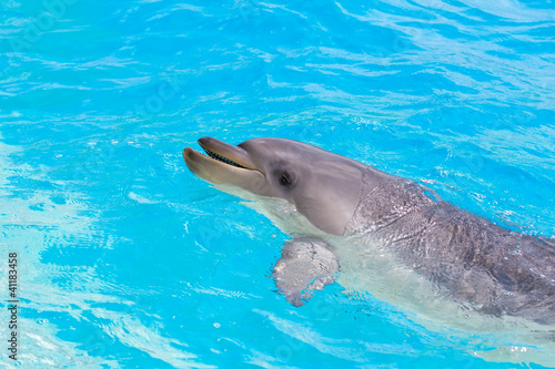 A bottlenose dolphin playing in water park Fototapeta
