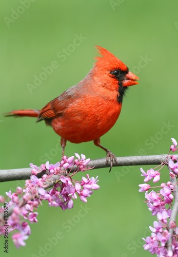 Cardinal On A Branch